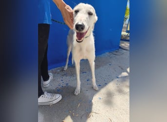 Pinocho ,sanfter Rauhaar-Galgo mit besonderem Charme sucht sein Glück