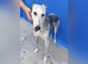 Tejón - ältere Galgo-Seele sucht wieder ein Zuhause