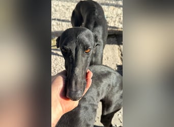 Simón,  hübsche Langnase sucht ein Zuhause