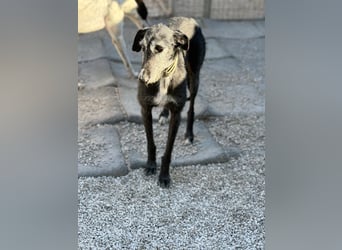 Carbón , ein bezaubernder Rauhaar Galgo