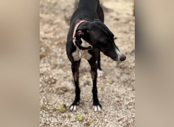 Jadiya - schwarze Galgo-Schönheit mit weißem Herzfleck sucht ihr Glück