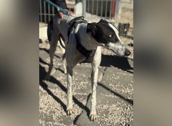 Napoli, hübscher sozialer Galgobub