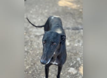 Simón,  hübsche Langnase sucht ein Zuhause