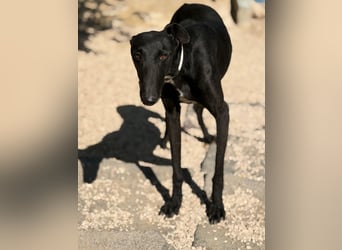 Cacahuete - schwarzer Galgo mit sanfter Seele sucht sein Glück