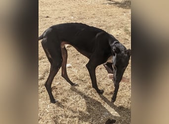 Dingo - Eine schwarze Perle sucht endlich sein großes Glück!