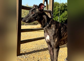 Candela, träumt von einem warmen Körbchen