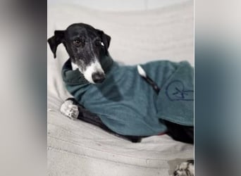 Gala, ein zartes Seelchen hoff auf eine Chance