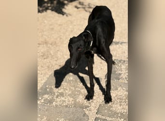Cacahuete - schwarzer Galgo mit sanfter Seele sucht sein Glück