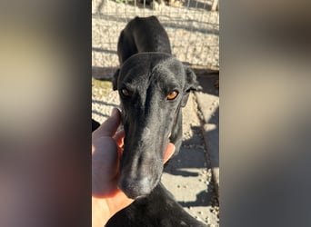 Simón,  hübsche Langnase sucht ein Zuhause