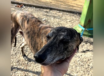 Golfo, fröhlich und lustig