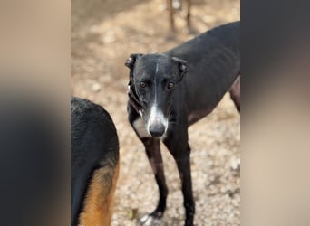 Jadiya - schwarze Galgo-Schönheit mit weißem Herzfleck sucht ihr Glück