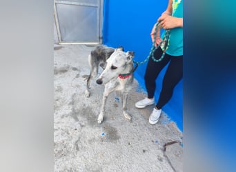 Tejón - ältere Galgo-Seele sucht wieder ein Zuhause