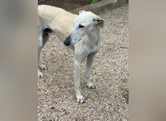 Tigrillo- cremefarbener Langbein sucht sein Glück