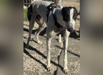 Napoli, hübscher sozialer Galgobub