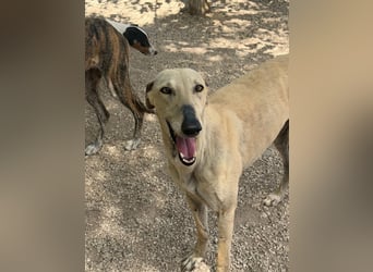 Giovana - sanfte Galgo-Schönheit sucht ihr liebevolles Zuhause