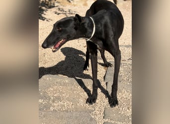 Cacahuete - schwarzer Galgo mit sanfter Seele sucht sein Glück