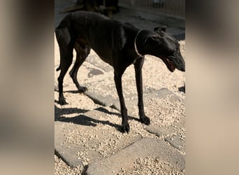 Cacahuete - schwarzer Galgo mit sanfter Seele sucht sein Glück