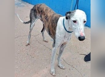 Lion, ein stattlicher Galgo Bub