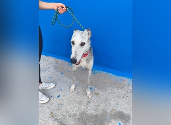 Tejón - ältere Galgo-Seele sucht wieder ein Zuhause