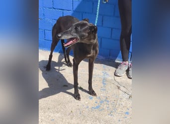 Athena ,wunderschöne Galga mit dunklem Fell sucht ihr Zuhause
