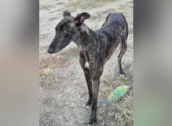 Candela, träumt von einem warmen Körbchen