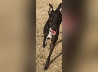 Dingo - Eine schwarze Perle sucht endlich sein großes Glück!