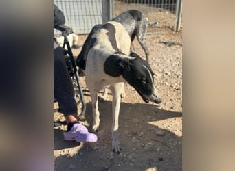 Chantelle, sucht ein warmes Körbchen