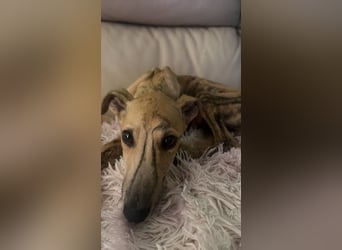 Romeo, kleine Langnase zum verlieben