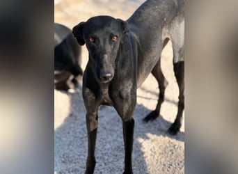 Simón,  hübsche Langnase sucht ein Zuhause