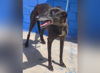 Athena ,wunderschöne Galga mit dunklem Fell sucht ihr Zuhause