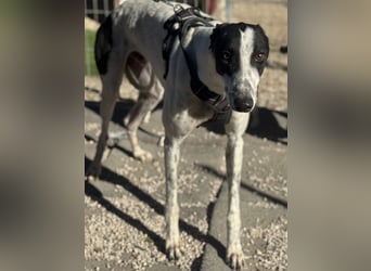 Napoli, hübscher sozialer Galgobub