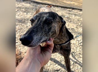 Golfo, fröhlich und lustig