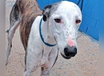 Lion, ein stattlicher Galgo Bub