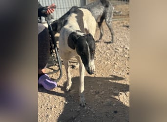 Chantelle, sucht ein warmes Körbchen