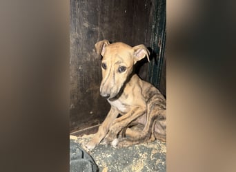 Alvaro, kleine Langnase zum verlieben