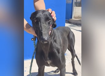Limoncello - Ein Herz aus Gold im schwarzen Galgo-Gewand