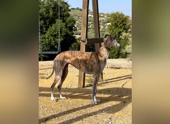 Artillera, wünscht sich ein warmes Plätzle