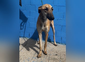 Marshal, er musste viel Leid ertragen