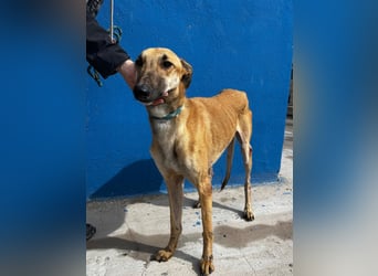 Marshal, er musste viel Leid ertragen