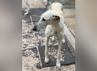 Tigrillo- cremefarbener Langbein sucht sein Glück