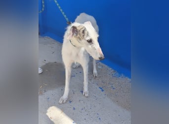 Pinocho ,sanfter Rauhaar-Galgo mit besonderem Charme sucht sein Glück