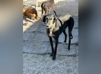 Carbón , ein bezaubernder Rauhaar Galgo