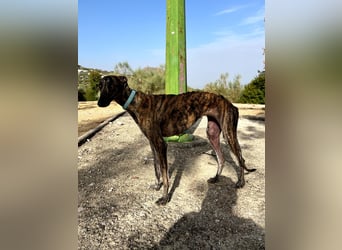 Pastora, sozial und zurückhaltend