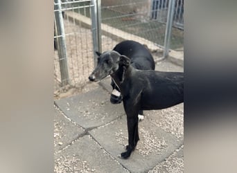 Indira, eine tolle schwarze Galga