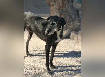 Carbón , ein bezaubernder Rauhaar Galgo