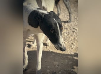 Chantelle, sucht ein warmes Körbchen