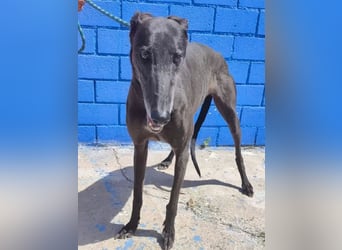 Athena ,wunderschöne Galga mit dunklem Fell sucht ihr Zuhause