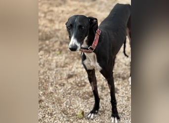 Jadiya - schwarze Galgo-Schönheit mit weißem Herzfleck sucht ihr Glück