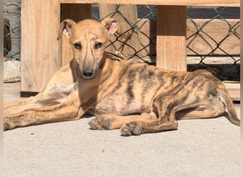 Alvaro, kleine Langnase zum verlieben