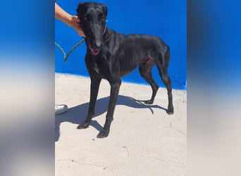 Limoncello - Ein Herz aus Gold im schwarzen Galgo-Gewand